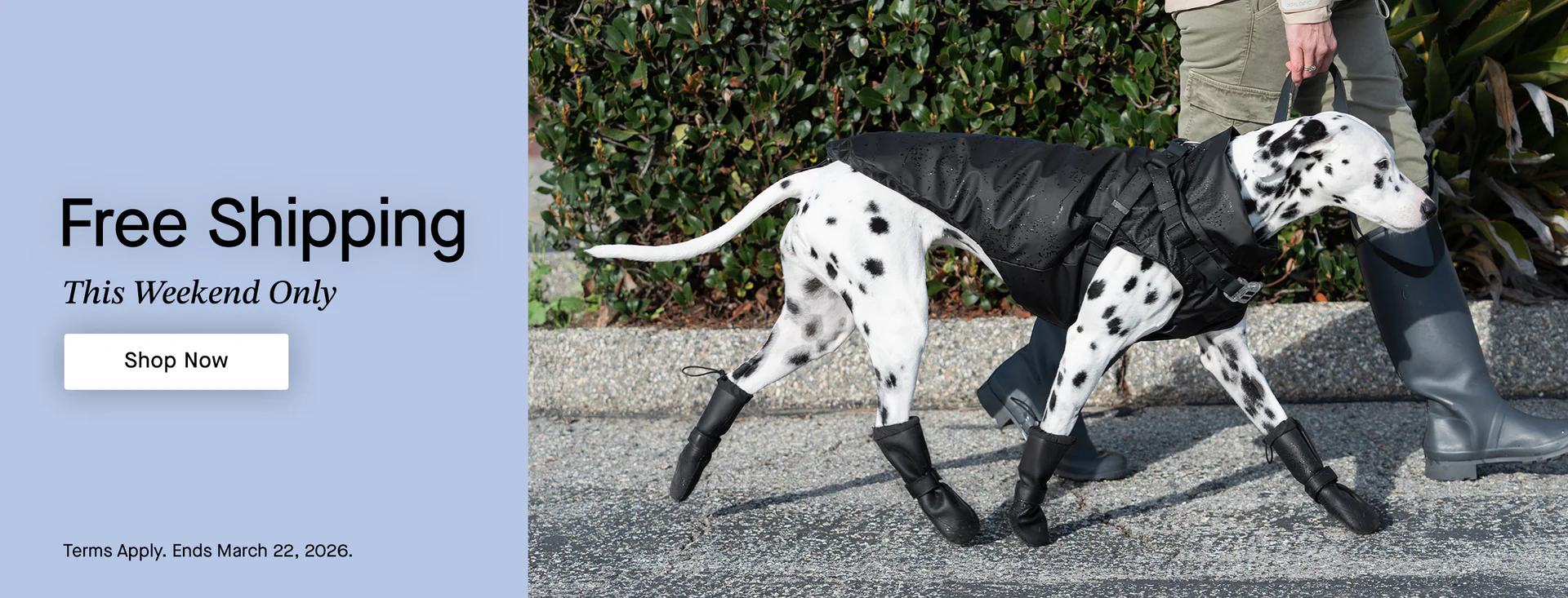Everyday Style for Every Dog