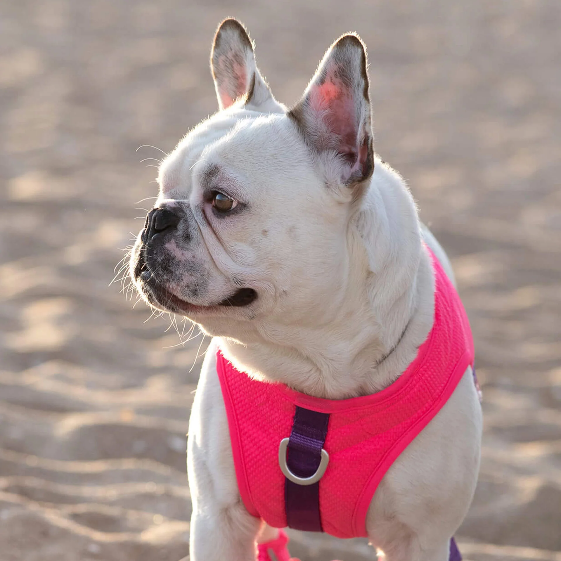 Chill Seeker Cooling Harness - Image 13
