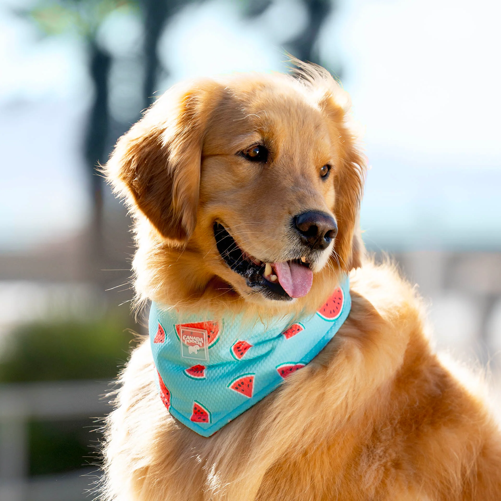 Cooling Bandana - Image 26