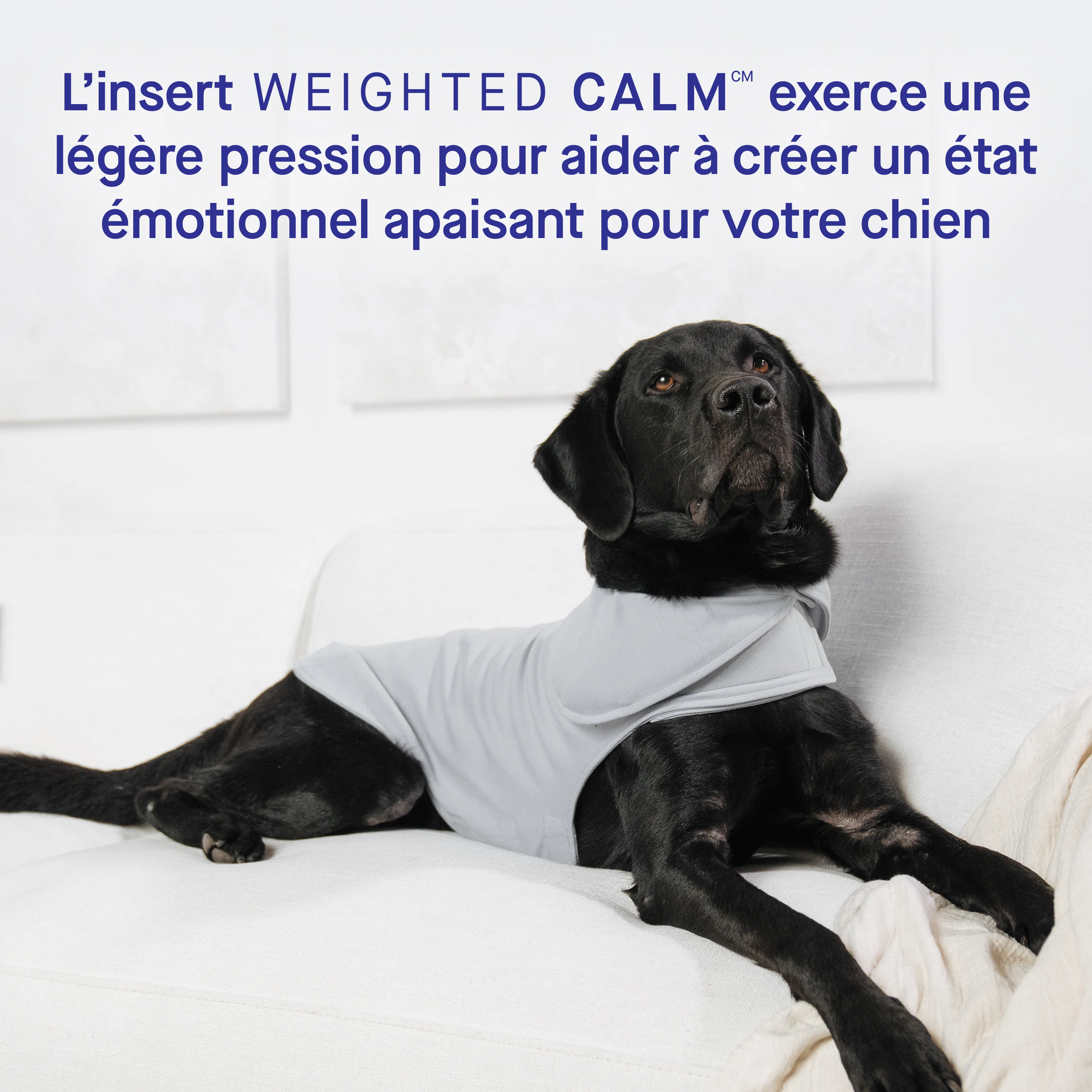 Weighted Calming Vest - Image 6
