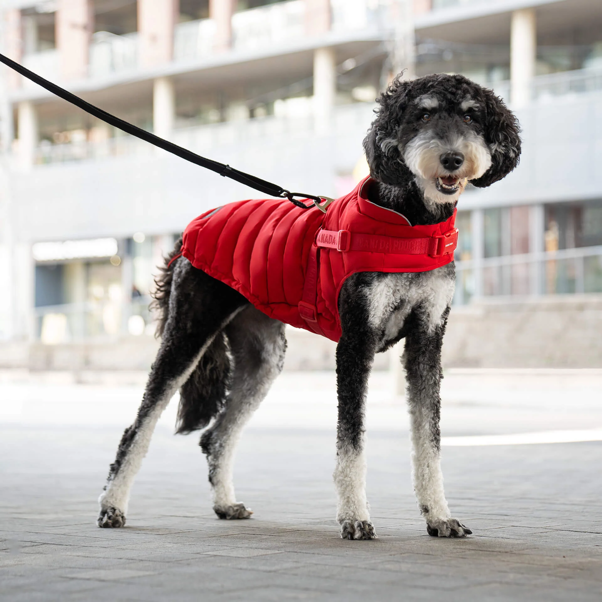 Harness Puffer - Image 16