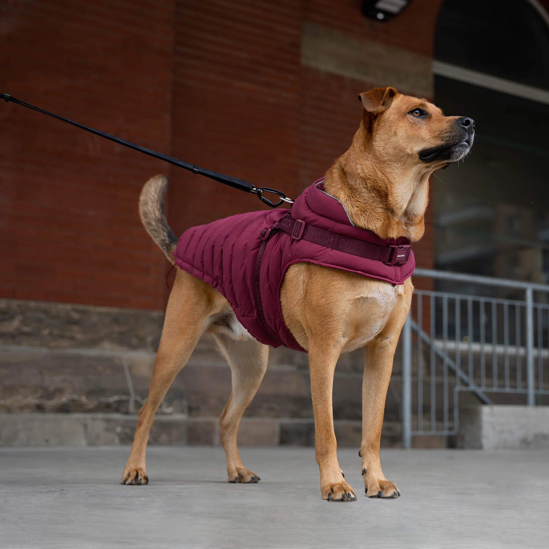 Harness Puffer - Image 22