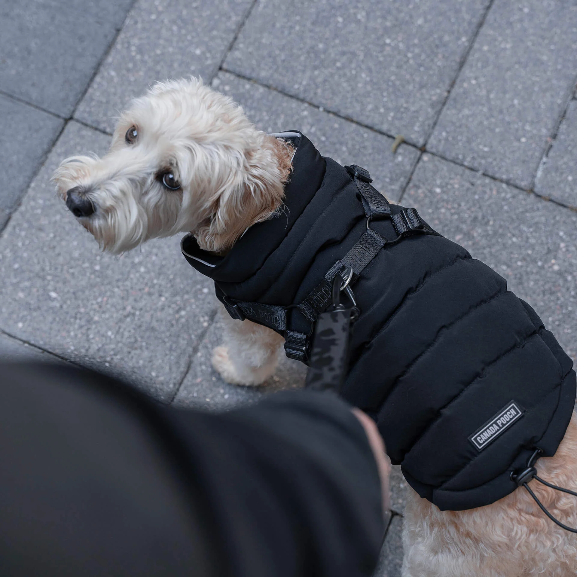 Harness Puffer - Image 8