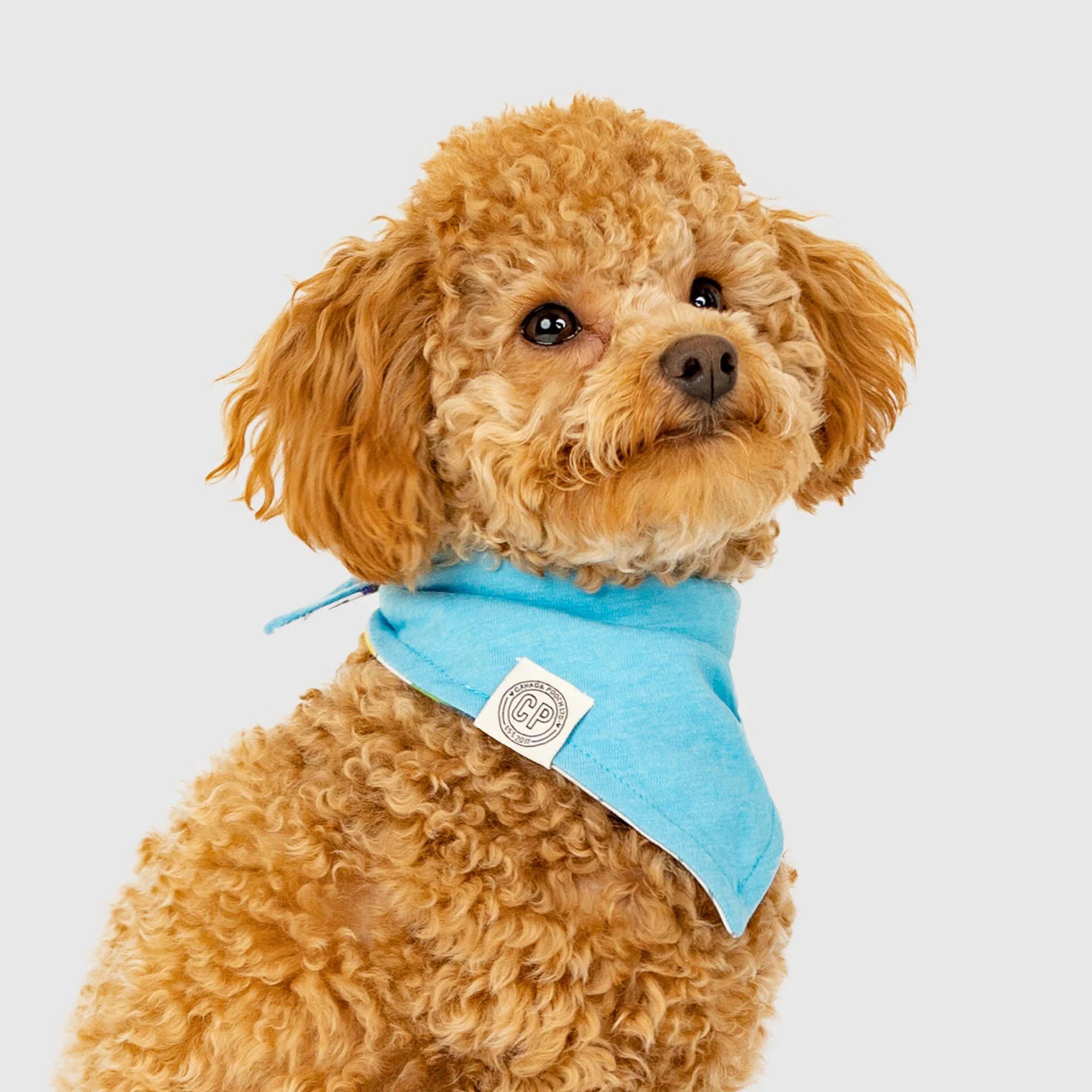 Follow Me Bandana - Image 6