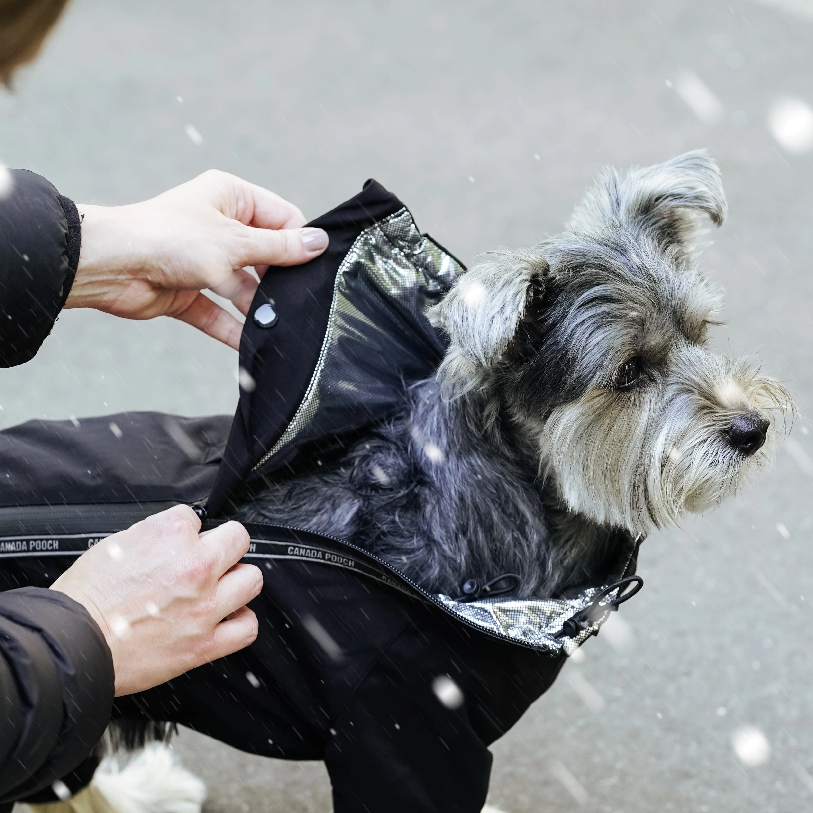 The Snow Suit - Image 8