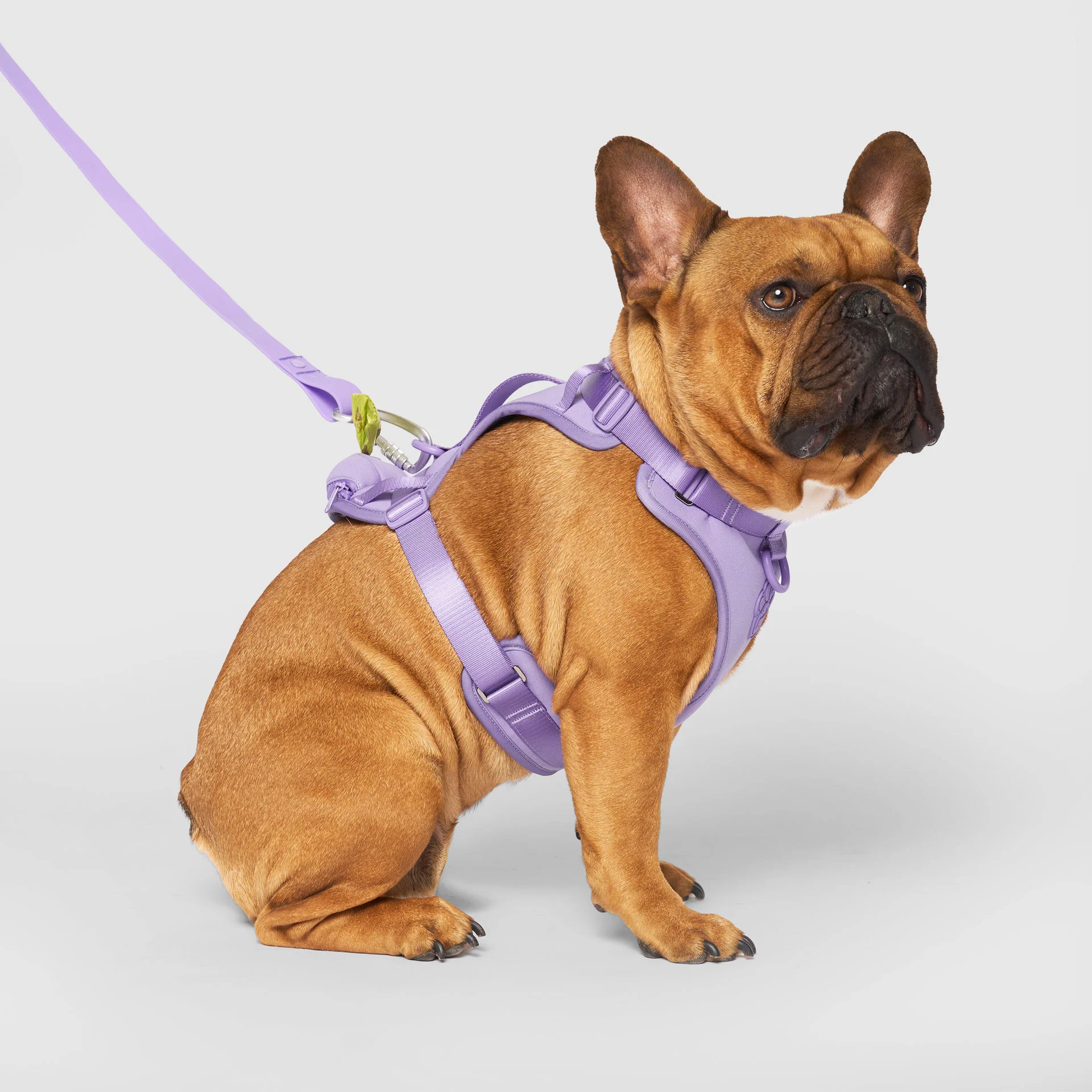 Neoprene Harness - Image 18