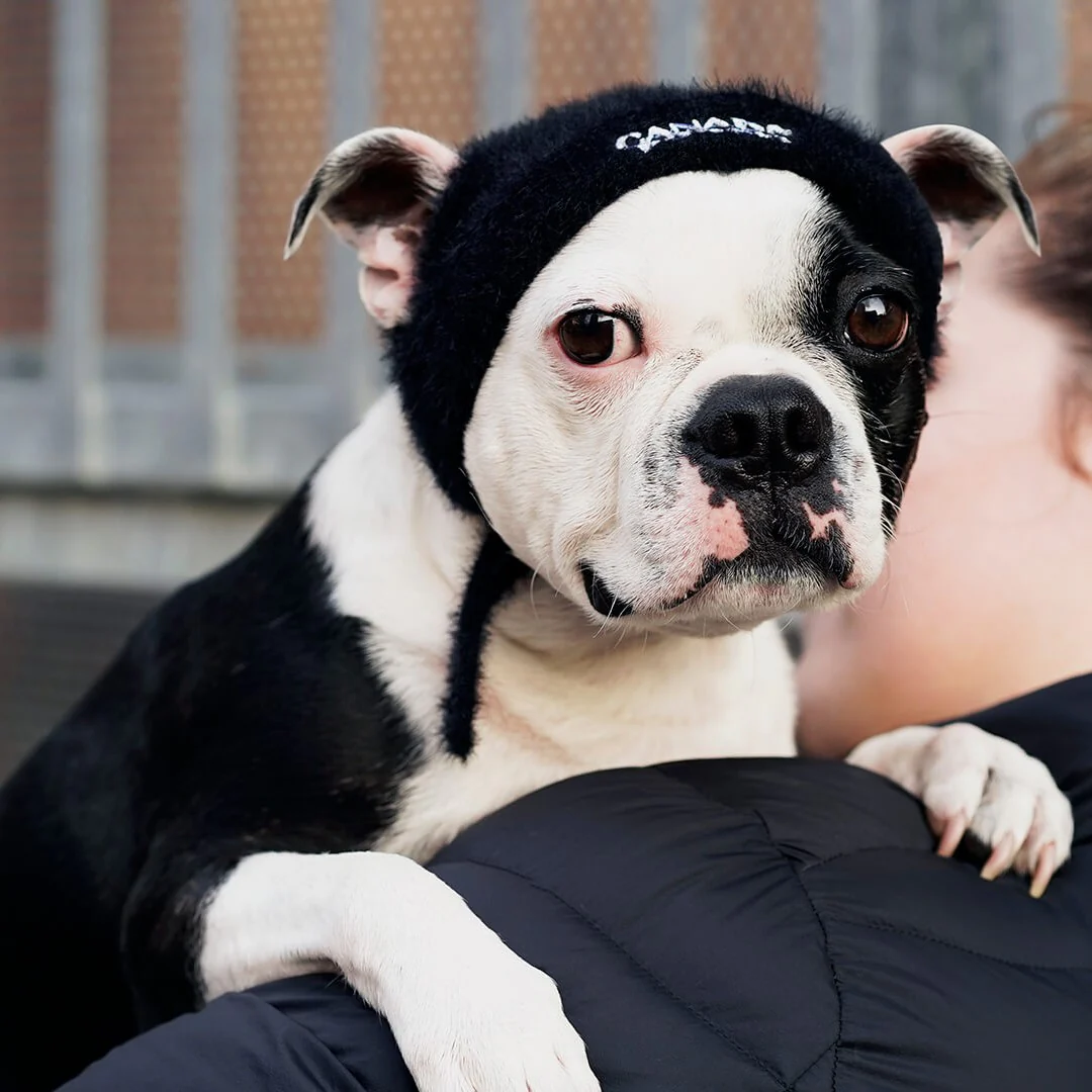 Pawparazzi Beanie - Image 4