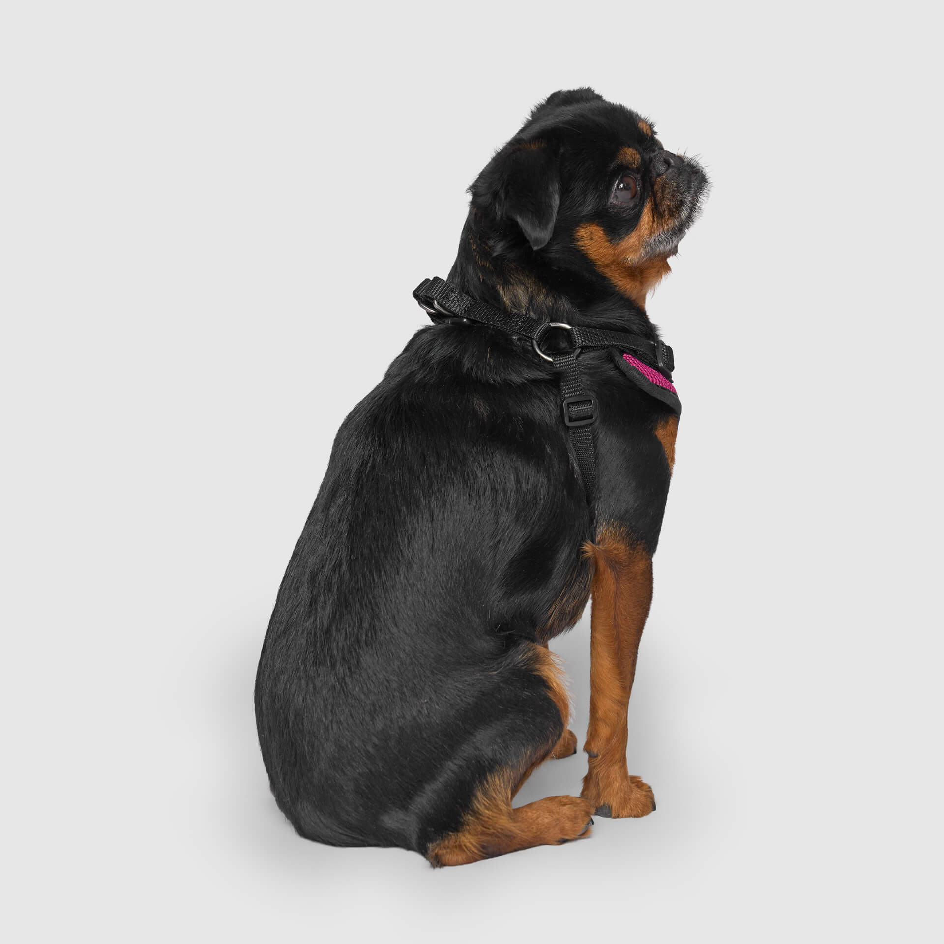 Easy-On Step-In Harness - Image 14