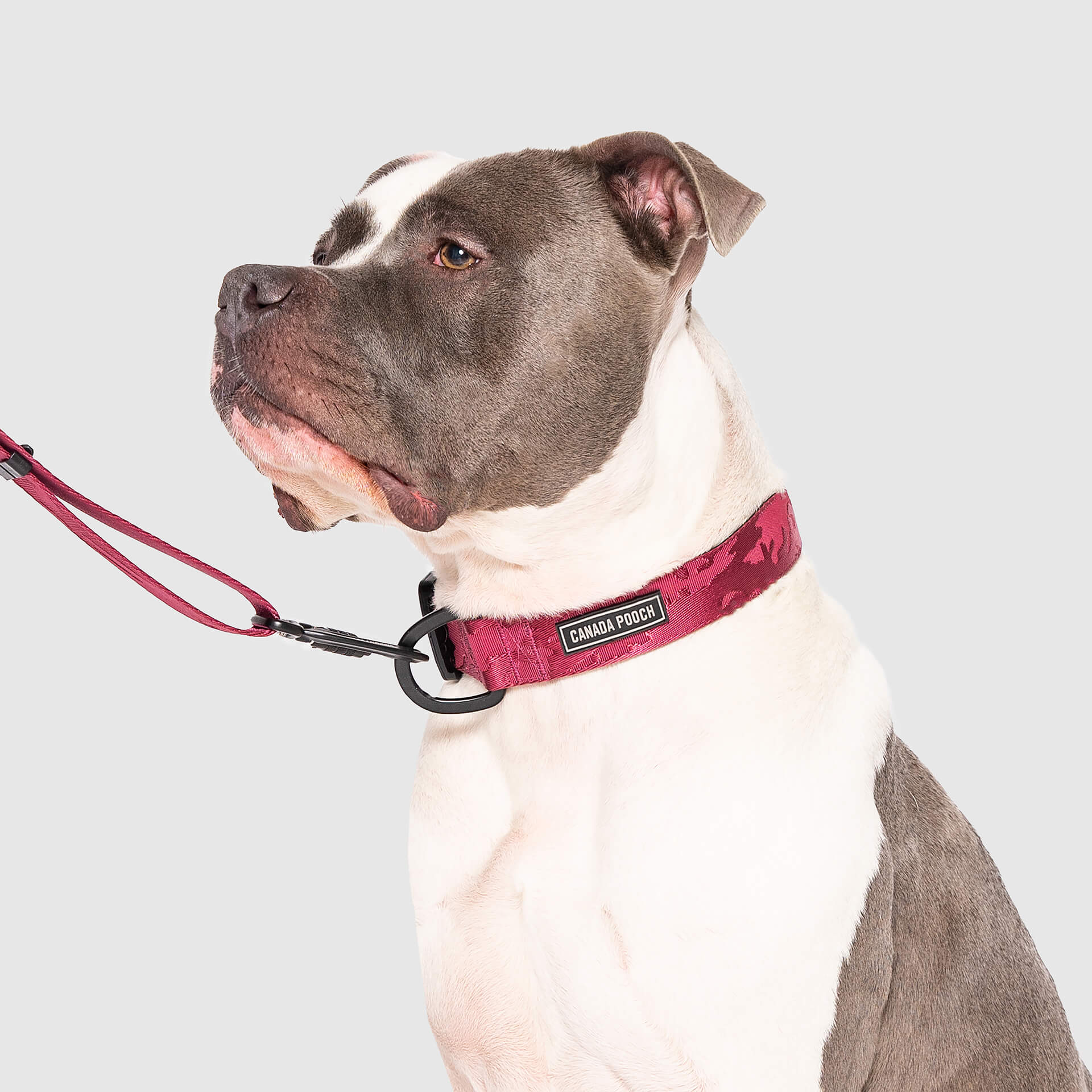 Utility Collar - Image 13