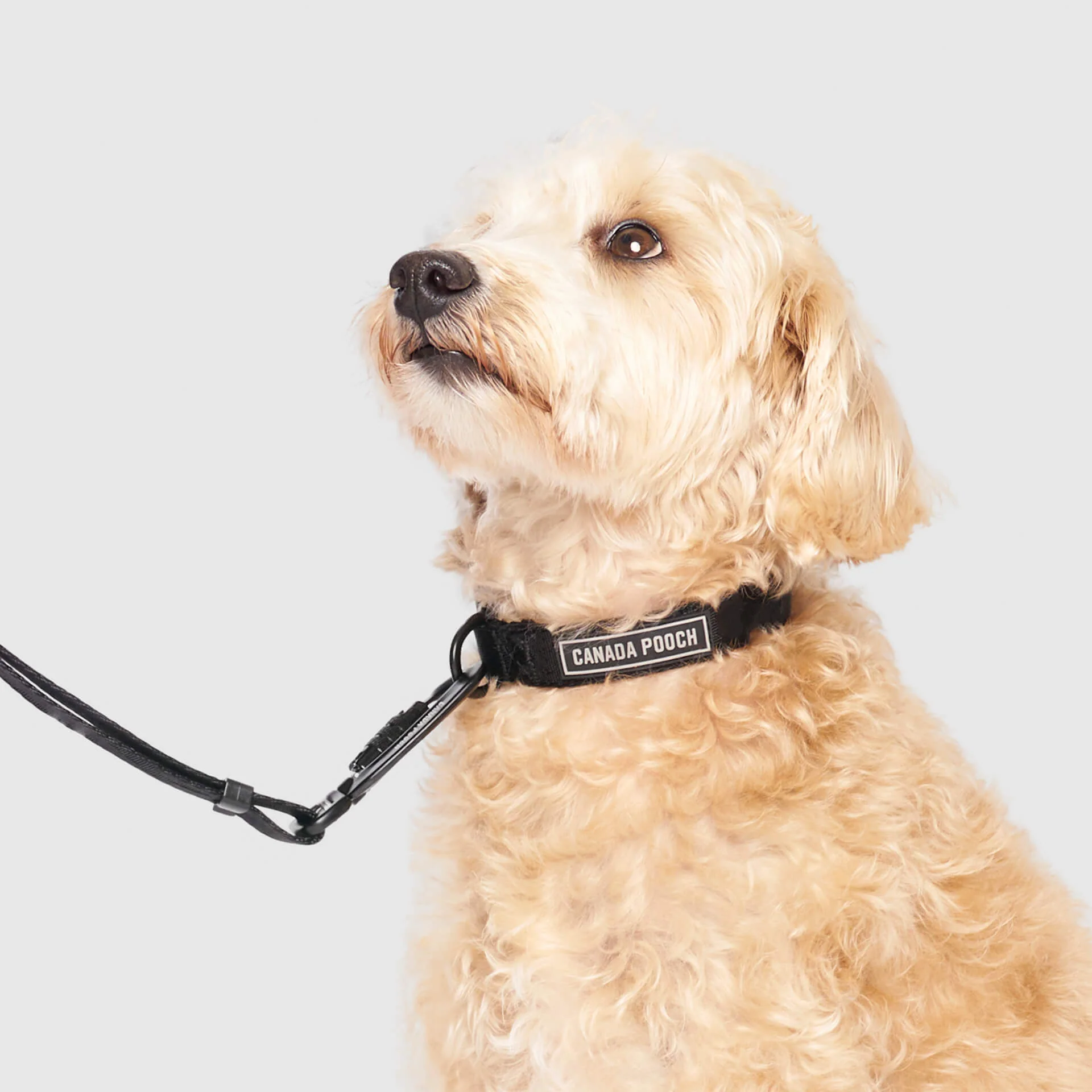 Utility Collar - Image 3