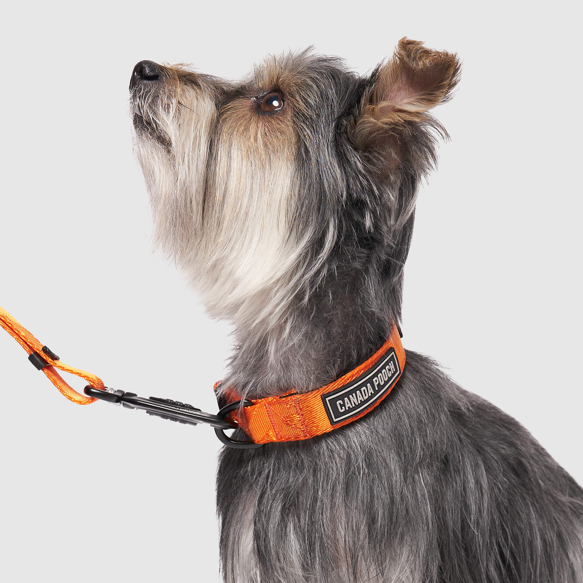Utility Collar - Image 8