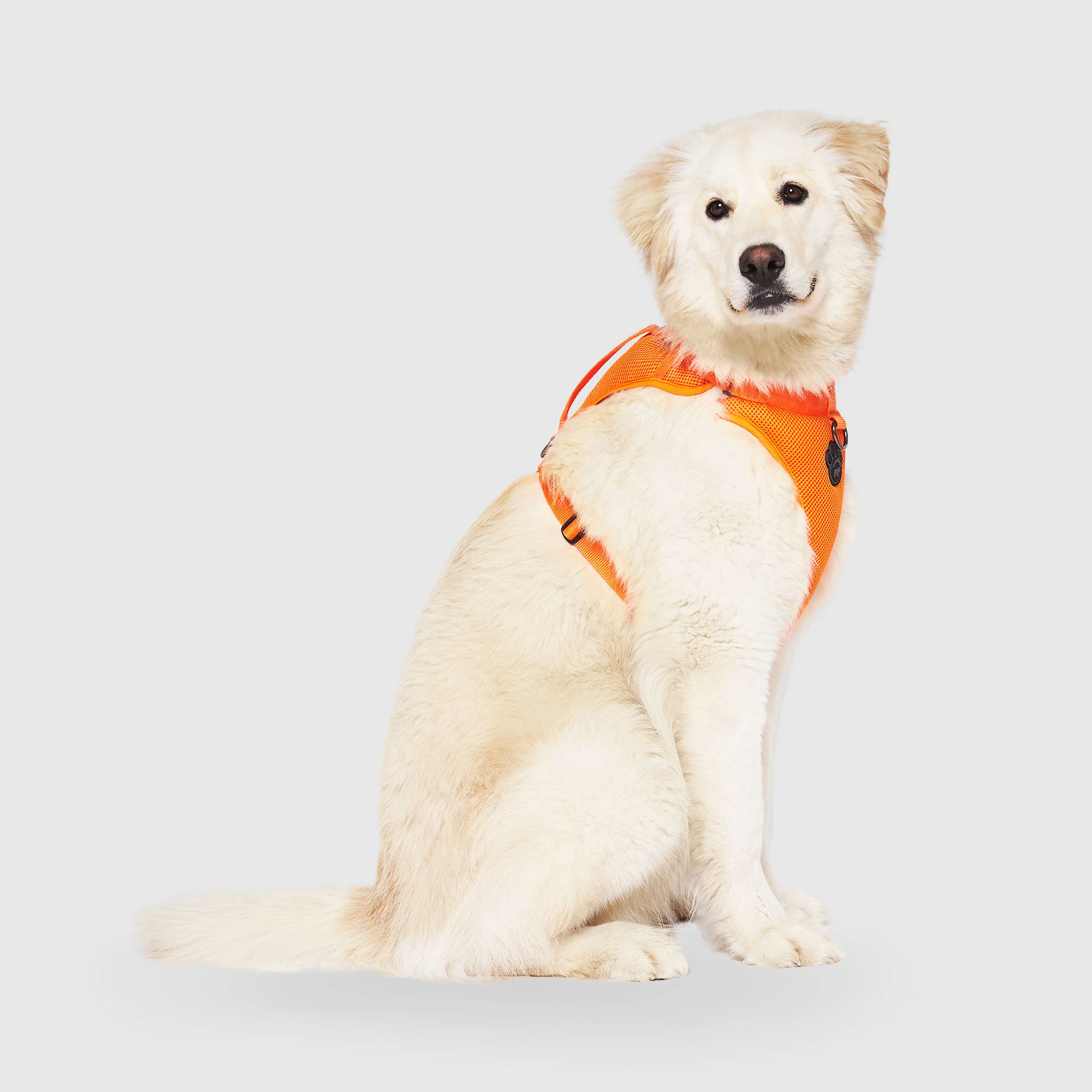 The Everything Harness Mesh Series - Image 11