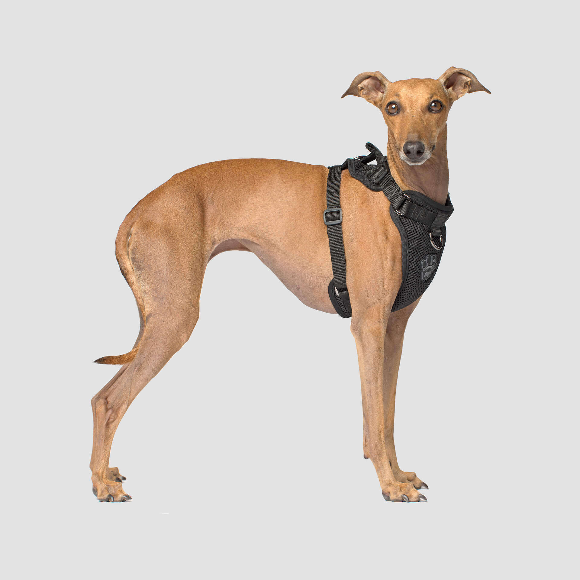 The Everything Harness Mesh Series - Image 14