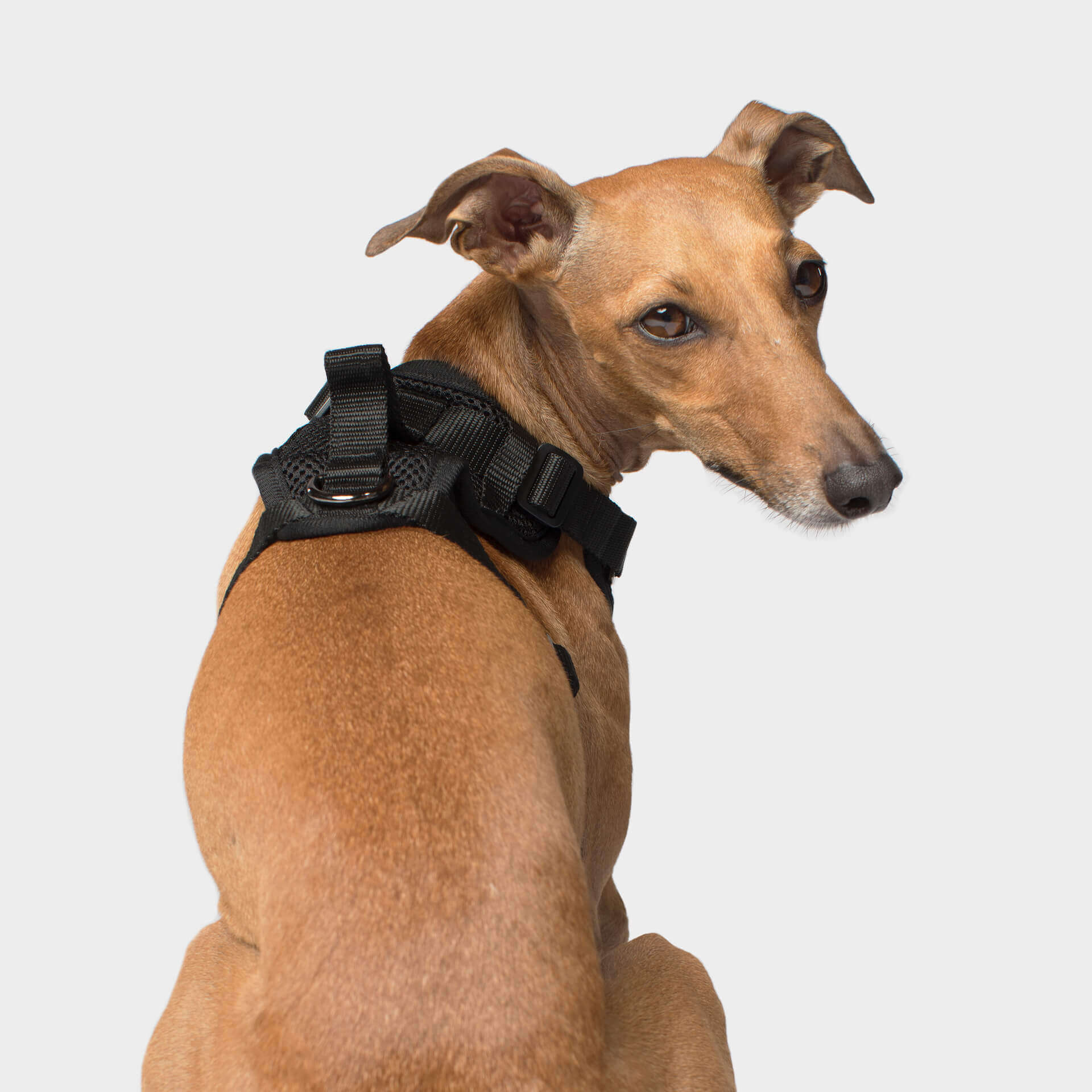The Everything Harness Mesh Series - Image 15