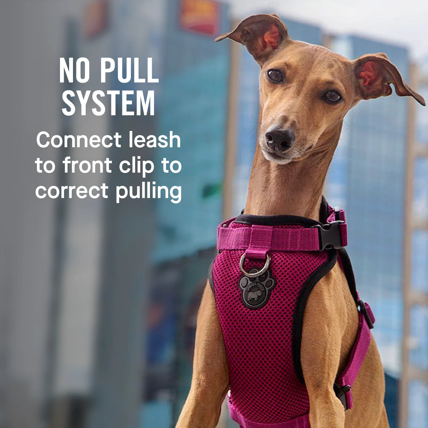The Everything Harness Mesh Series - Image 19
