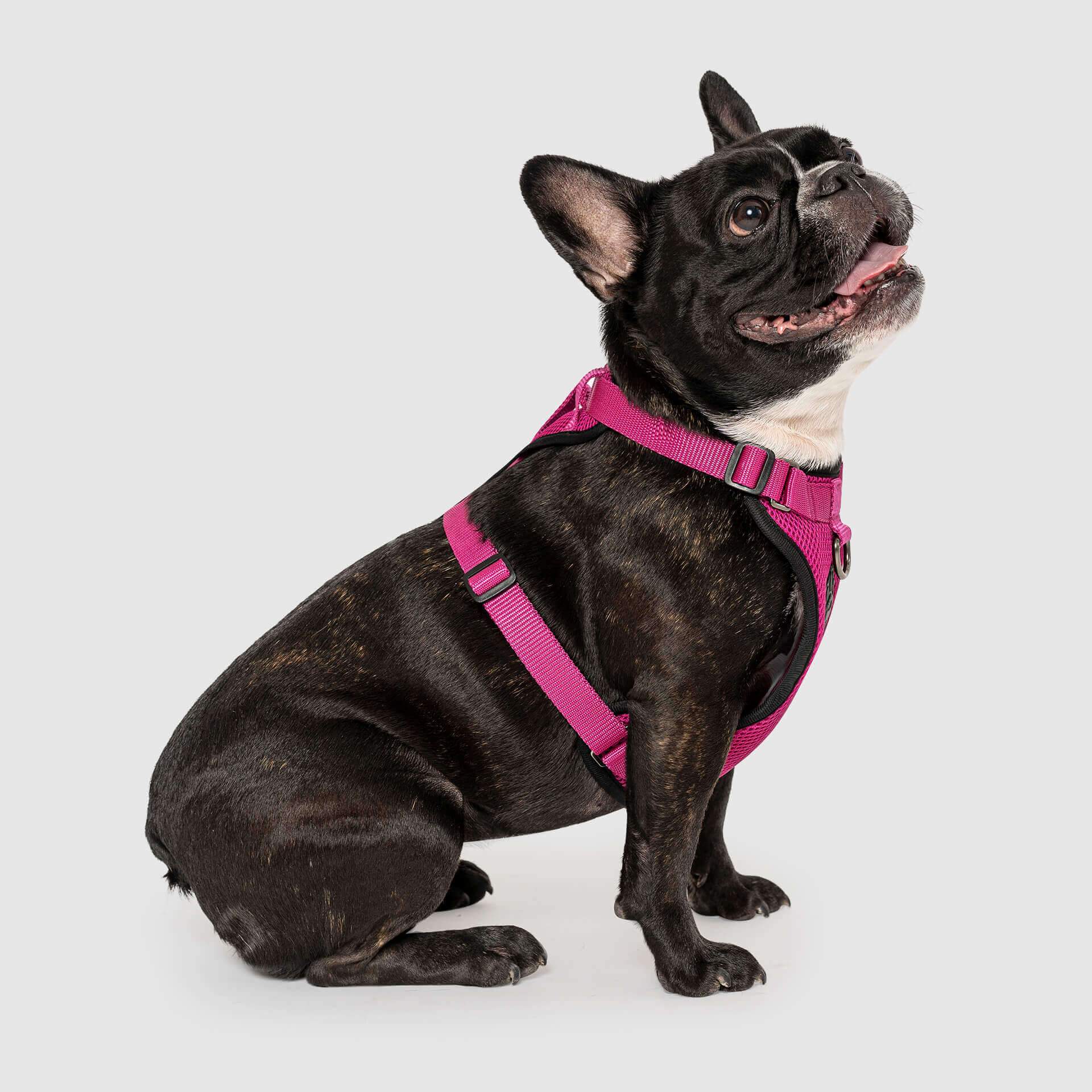 The Everything Harness Mesh Series - Image 21