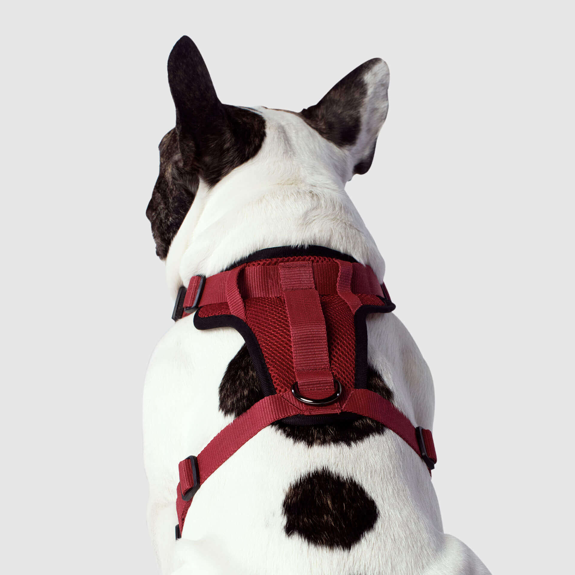 The Everything Harness Mesh Series - Image 27