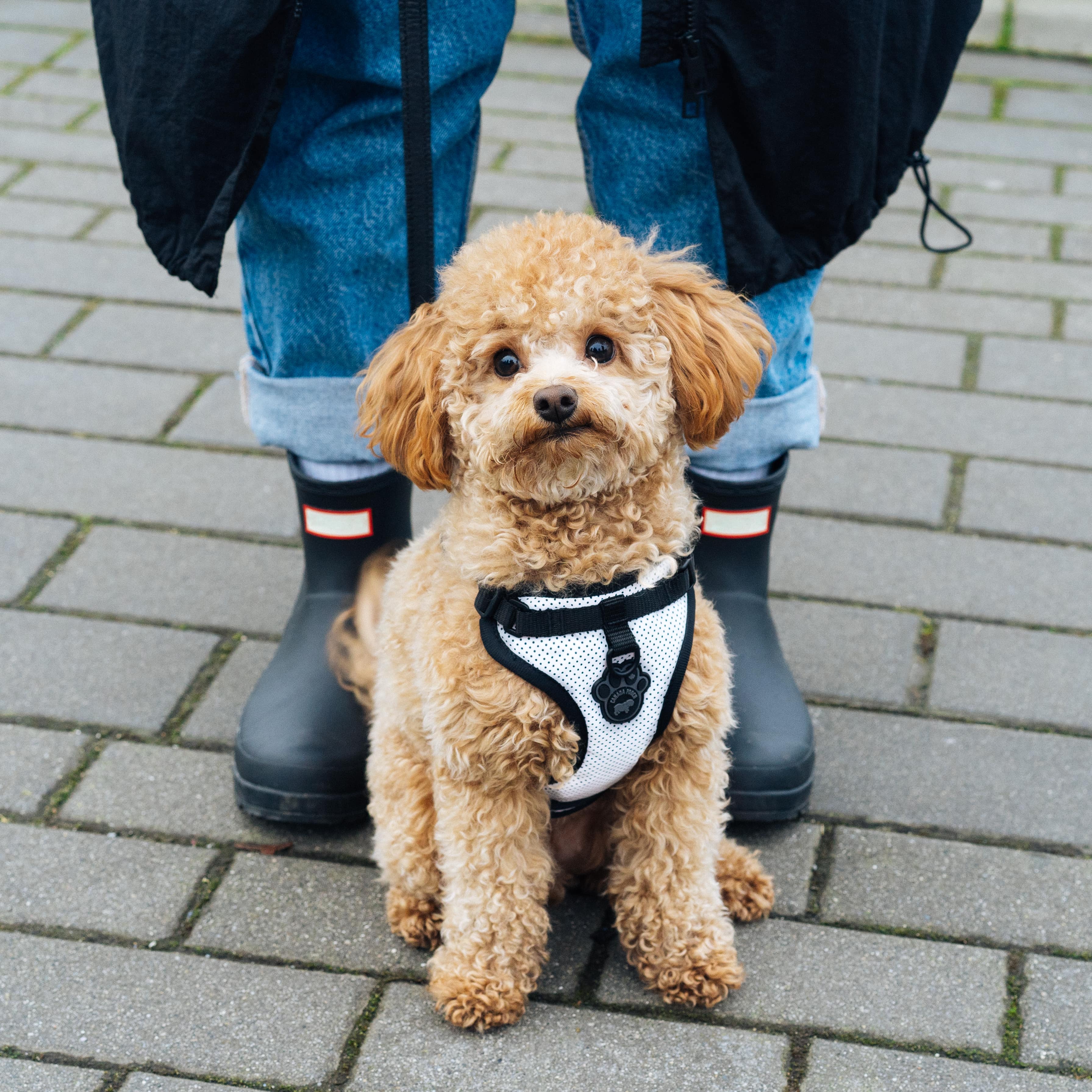 The Everything Harness Mesh Series - Image 9