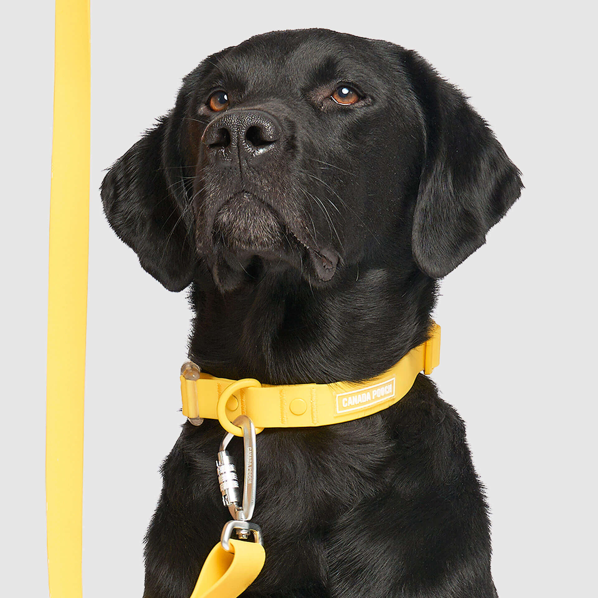 Waterproof Collar - Image 10