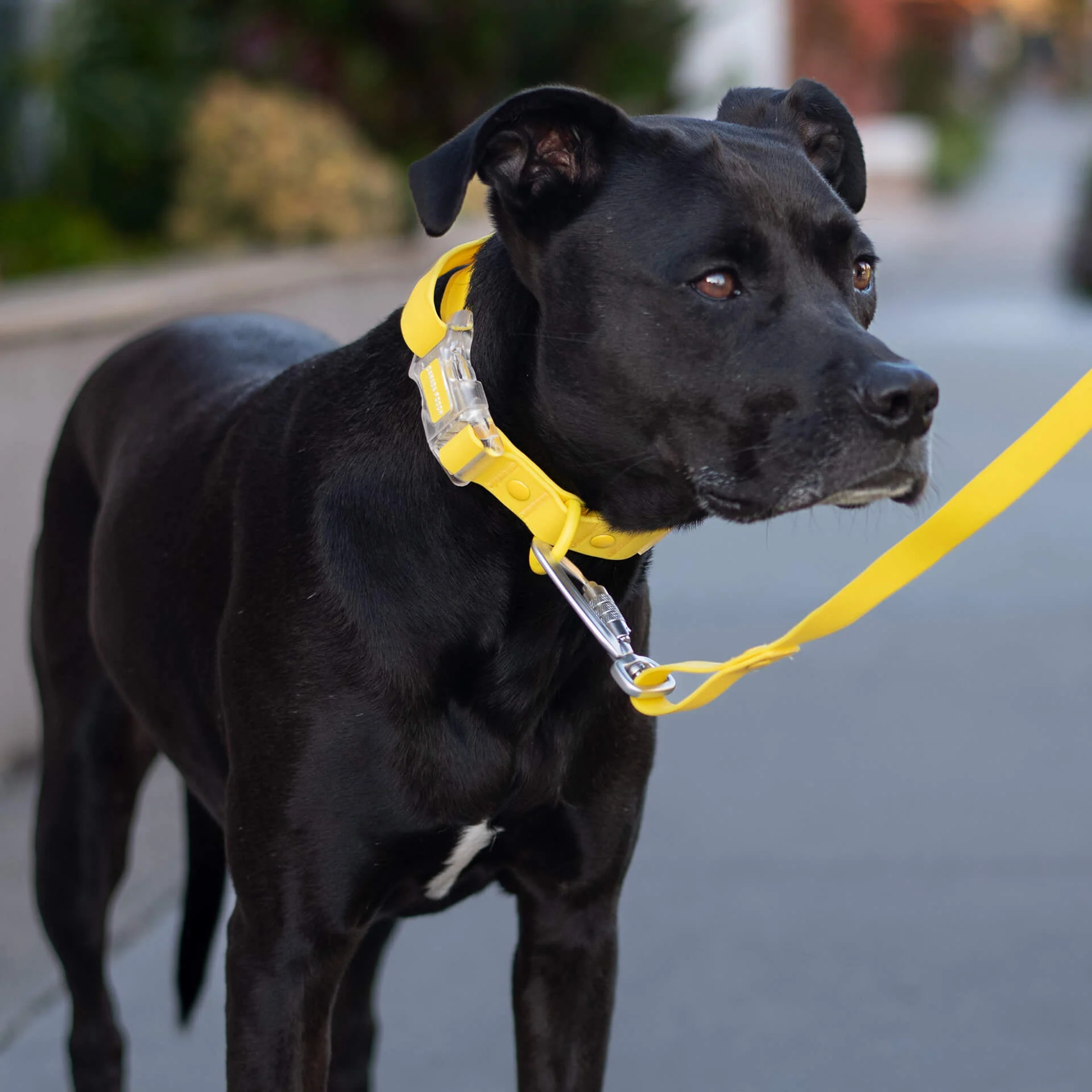 Waterproof Collar - Image 13