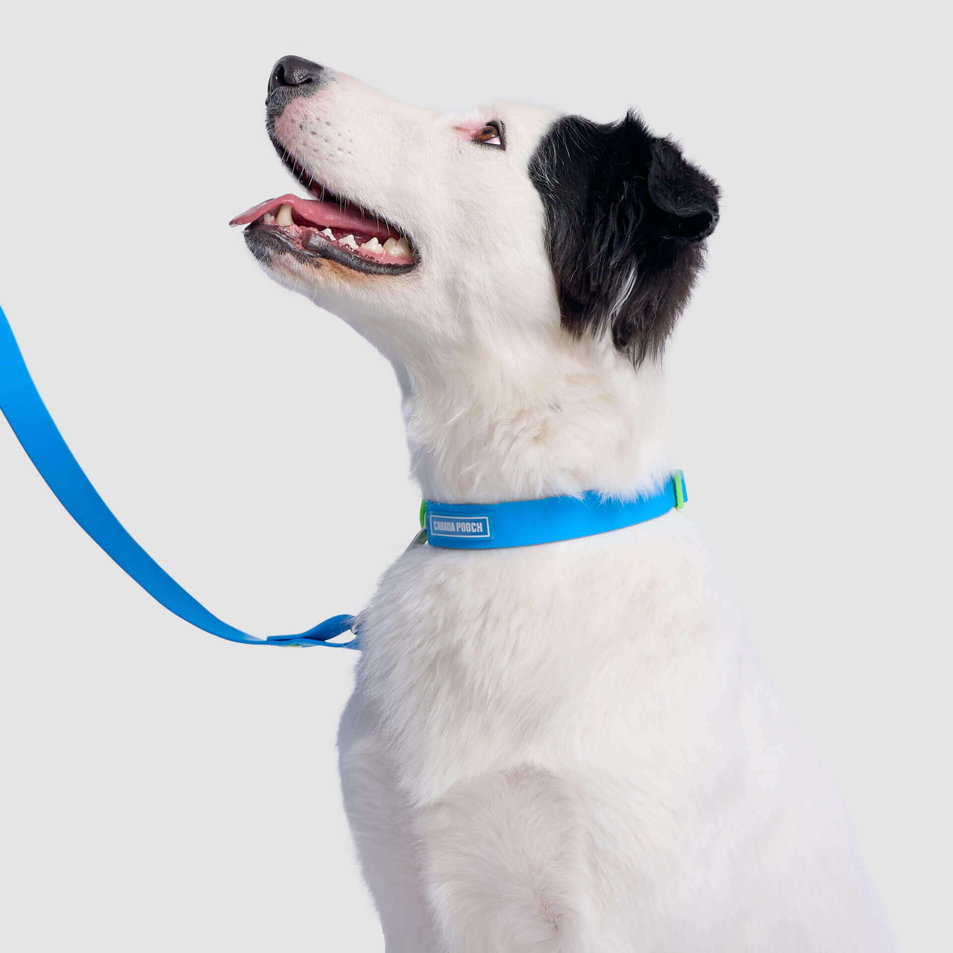 Waterproof Collar - Image 14