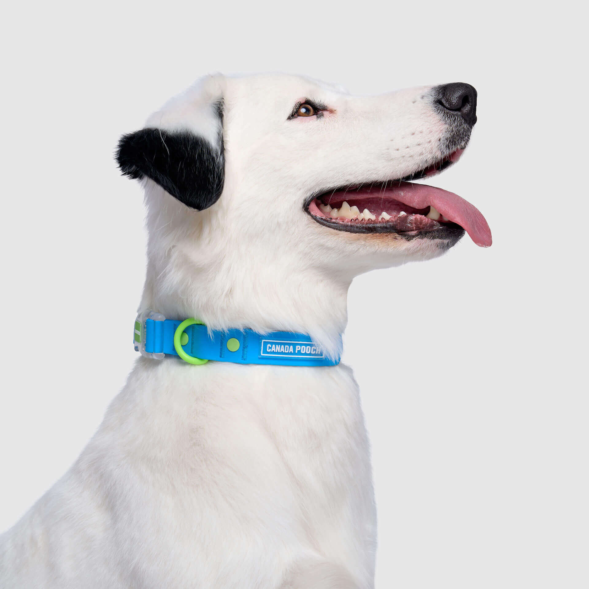 Waterproof Collar - Image 16