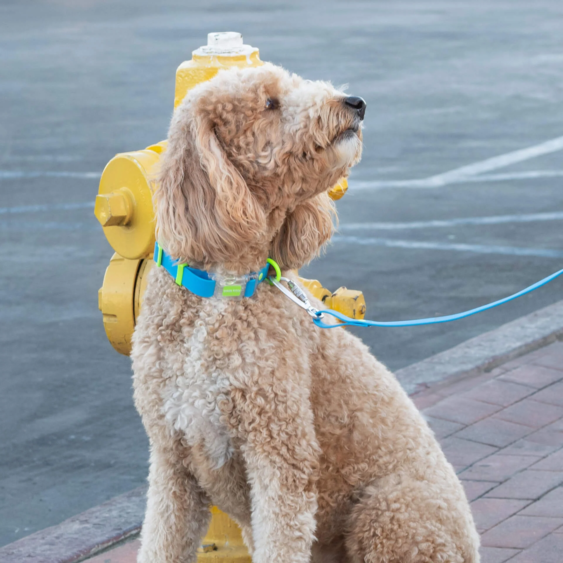 Waterproof Collar - Image 17