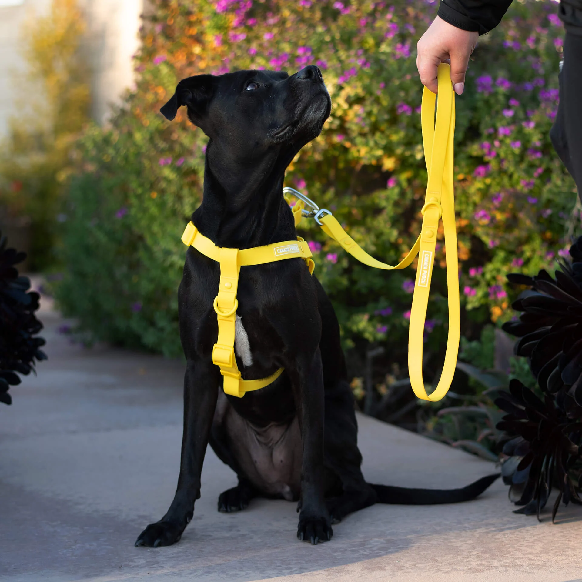 Waterproof Leash - Image 20