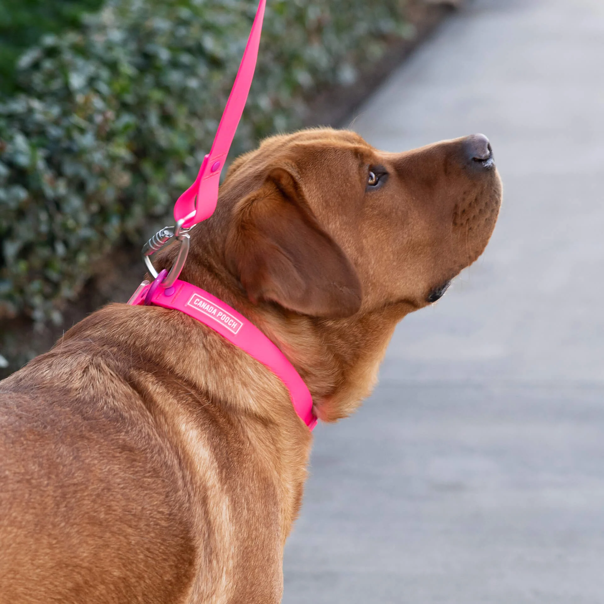 Waterproof Leash - Image 25