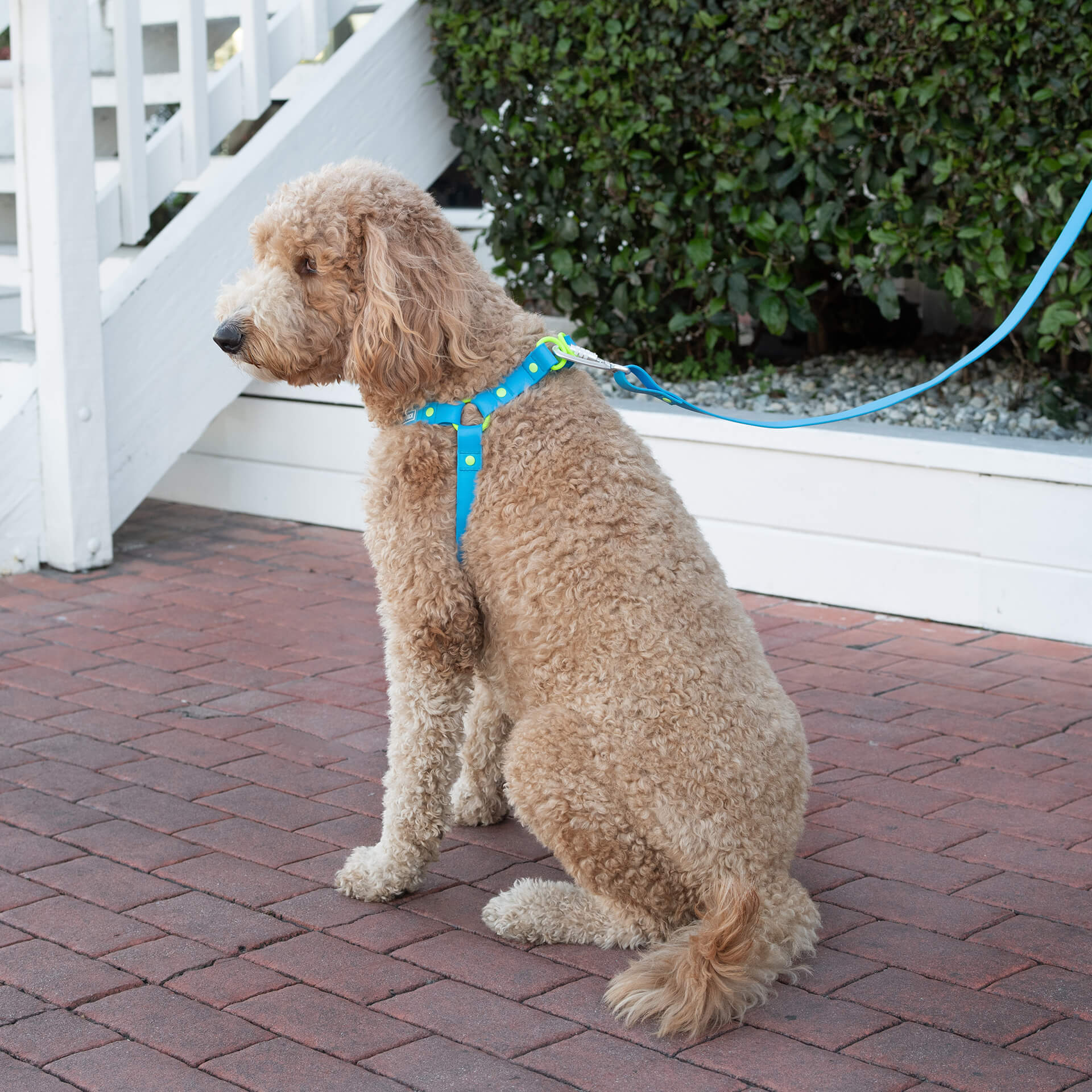 Waterproof Leash - Image 30
