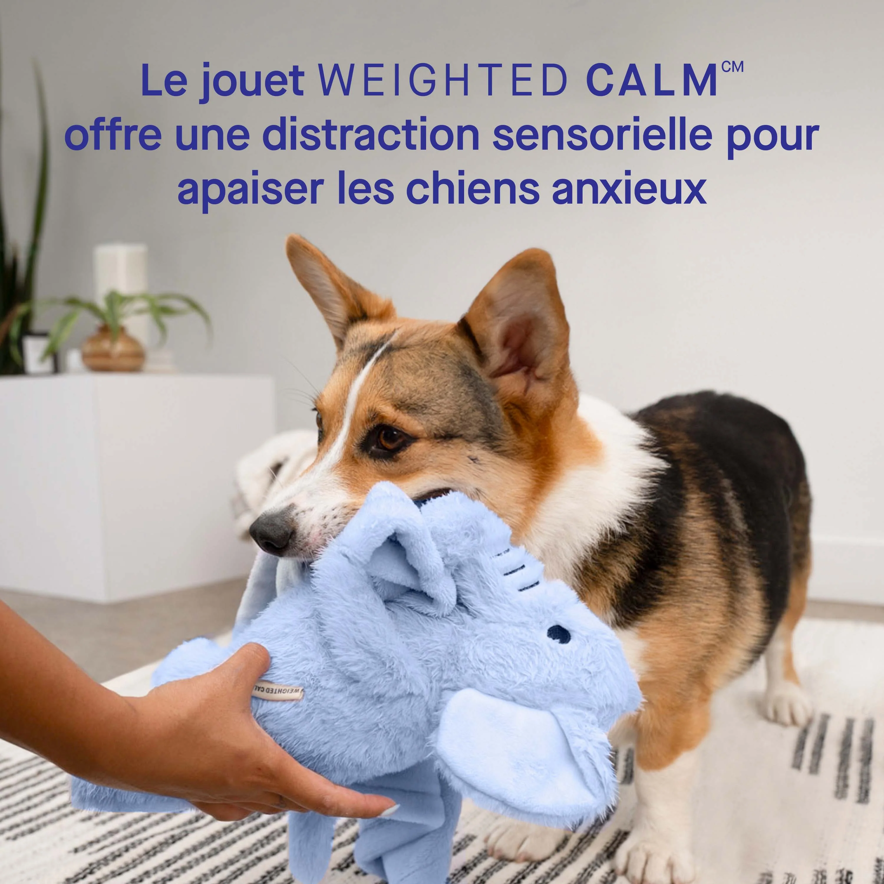 Weighted Calming Toy - Image 27