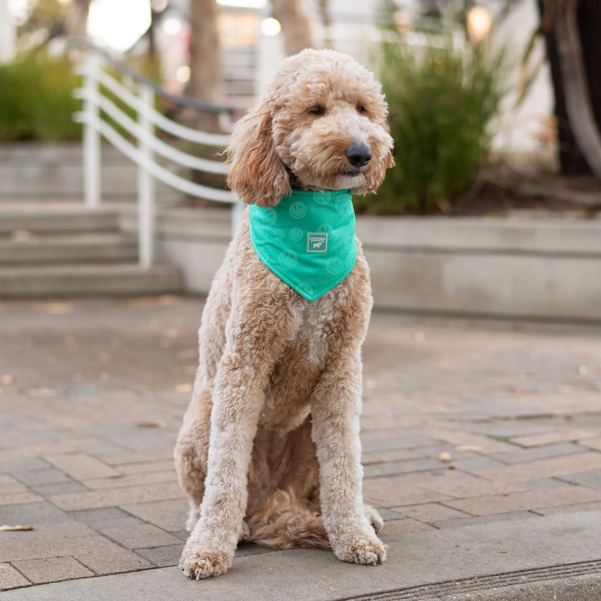 Cooling Bandana Wet Reveal - Image 4