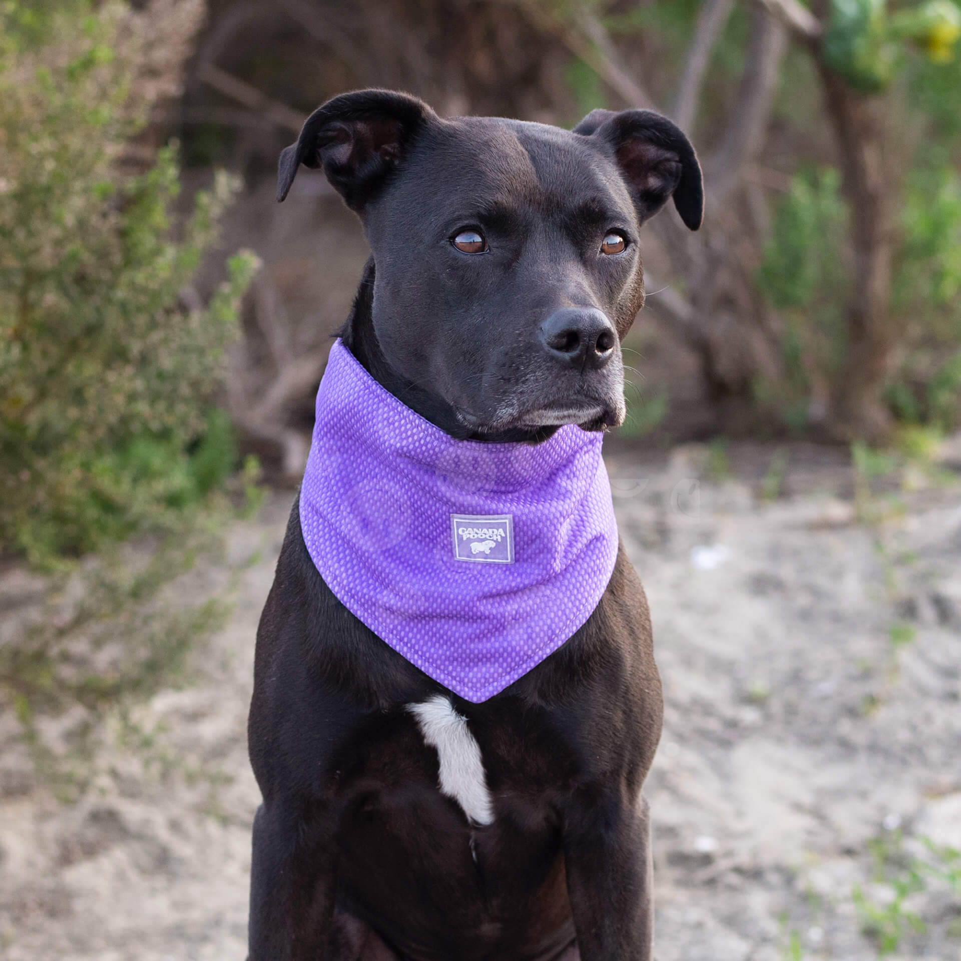 Cooling Bandana Wet Reveal - Image 7